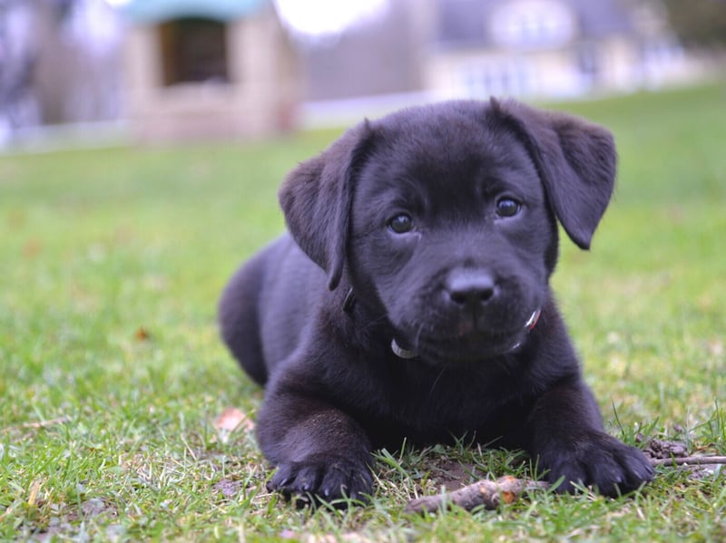 Buddy was the name of US President Bill Clinton's Labrador Retriever. It's a popular name outside the White House too, coming in at 8th in our list, and simply means 'friend'.