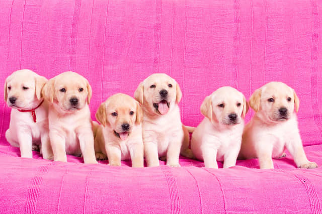 What will these pups be named?