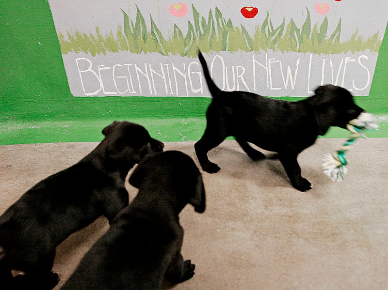 The final podium position for Labrador puppy names goes to Poppy. It comes from the red flower of the same name and means 'milk of happiness' in Latin.