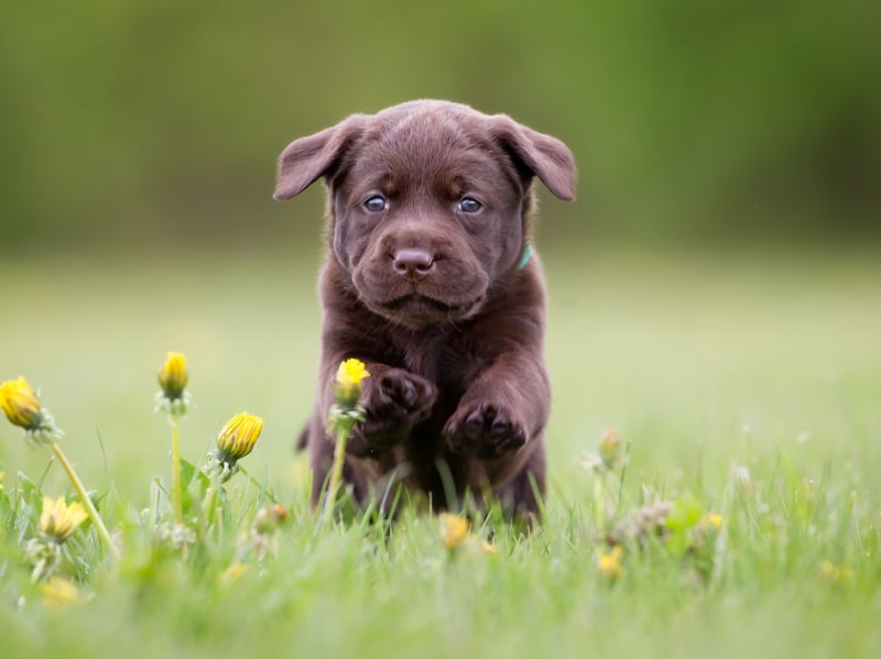 Completing our countdown of the the most popular names for Lab puppies is Willow. It comes from the tree of the same name, standing for 'grace and elegance'.