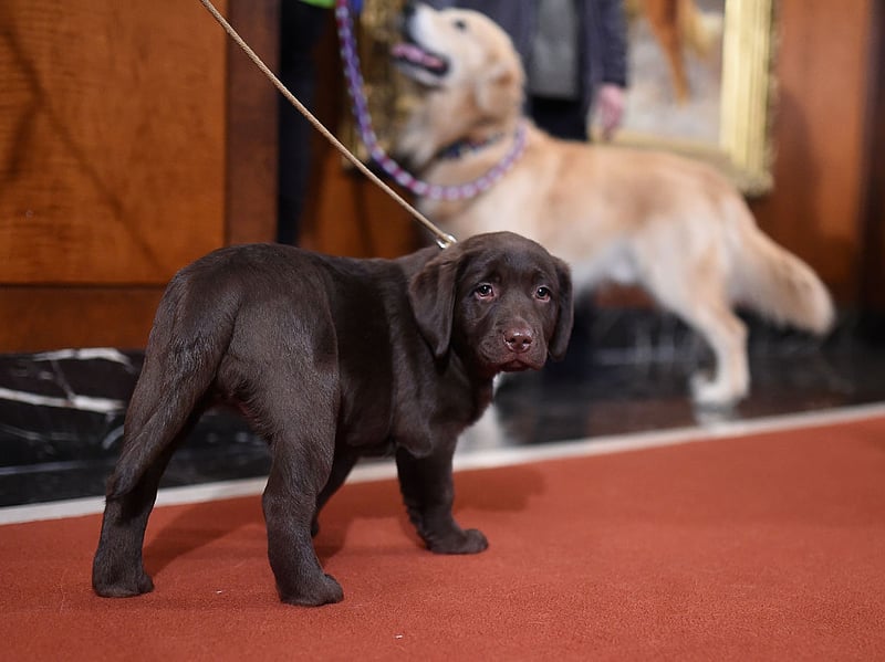 Charlie is the next name in our list of the most popular names for Labrador Retrievers. It's a shortened version of the name Charles, and means 'free'.