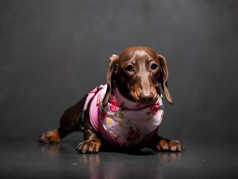 Another popular Dachshund name is Slinky - no doubt inspired by the canine character in the Toy Story films.