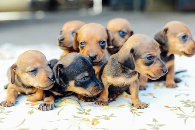 What will these puppies be named?
