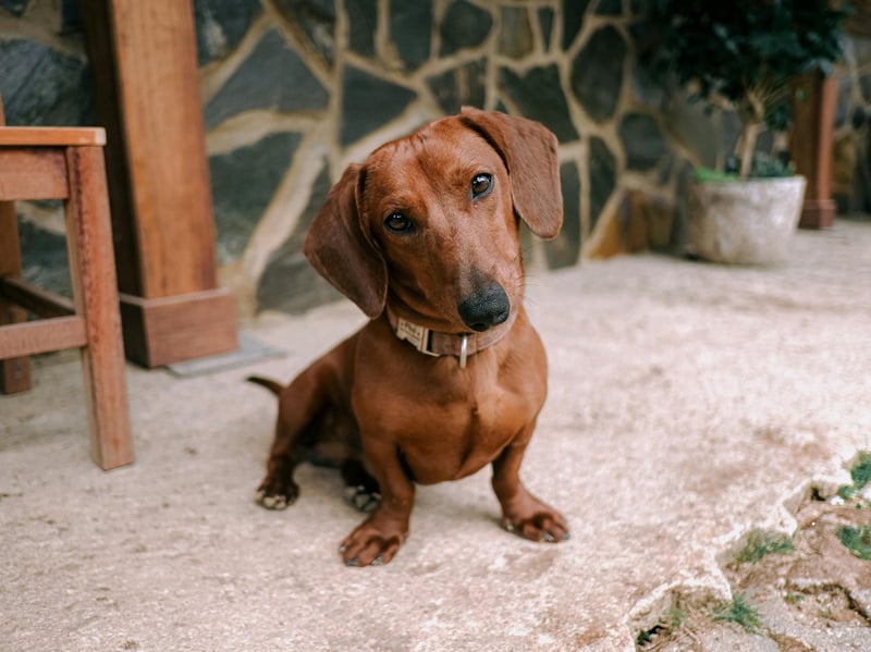 Snoop is another name people love for their adorable sausage dogs. Whether it's because of cartoon dog Snoopy, or rapper Snoop Dogg, it's an adorable name.