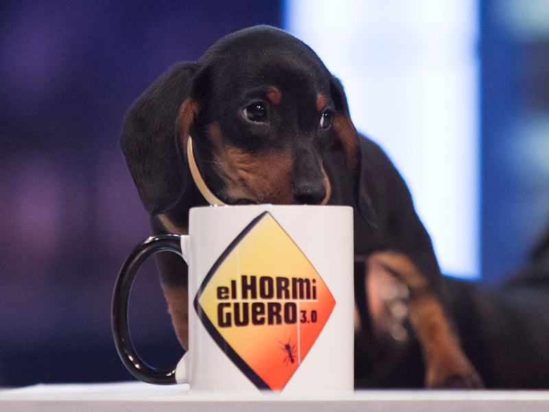 Digby was famously the biggest dog in the world, but it's still a top name for owners of tiny sausage dogs.