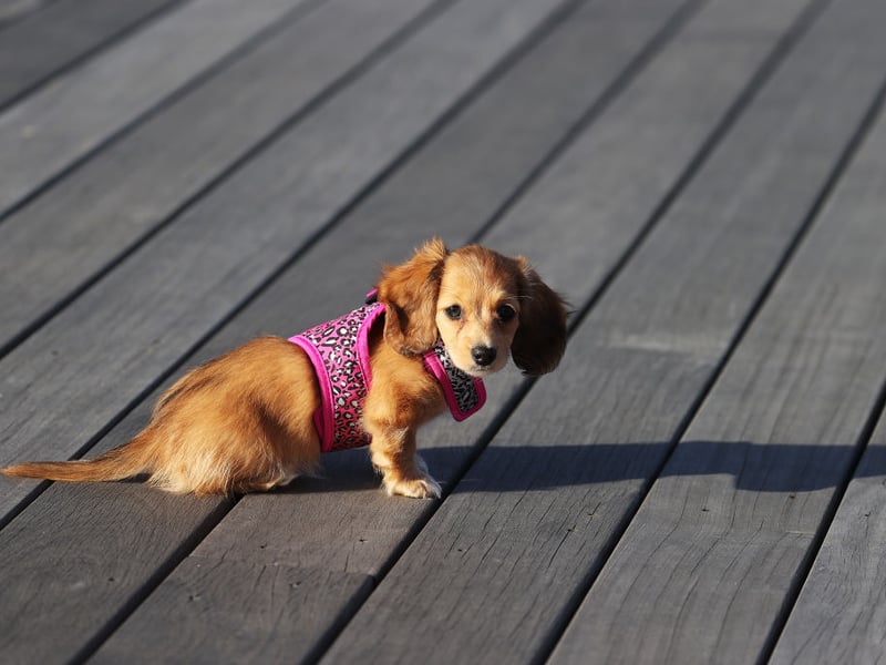 The most popular sausage dog name is Rollo. It means 'wolf' in old Norse, as well as being the name of a popular chocolate and caramel sweet. 