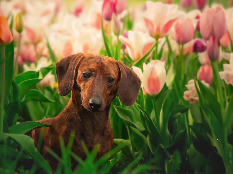 Completing the top ten most popular sausage dog names is another unusual one - Sizzle. It's maybe because these cute and long canines look like hot dogs.