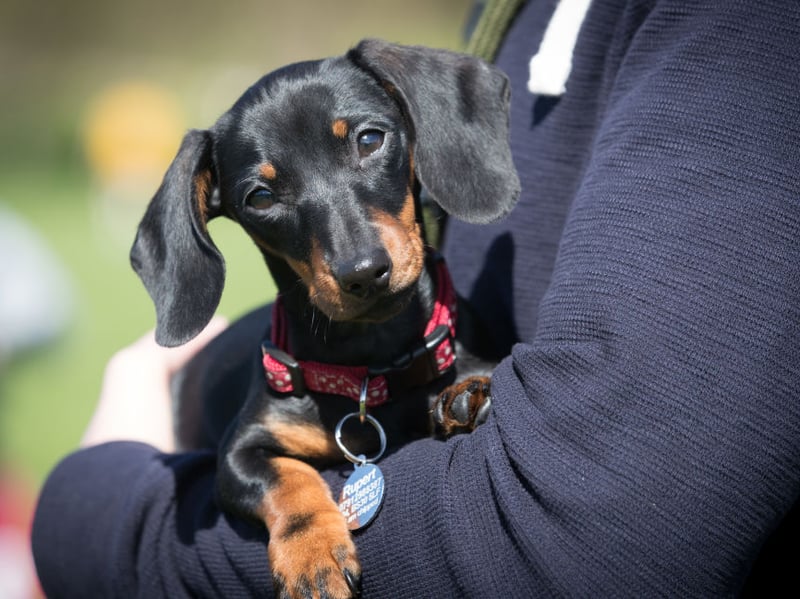 The next most popular Dachshund moniker is Frank. It comes from the Latin name Francis and means 'free one'.