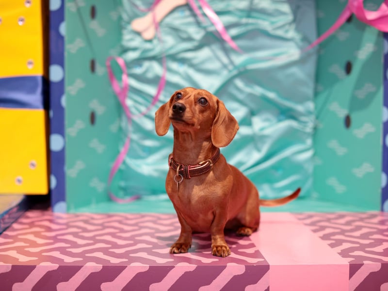 Completing the top five Dachshund names is Minnie. It's a Hebrew name meaning 'wished-for child'.