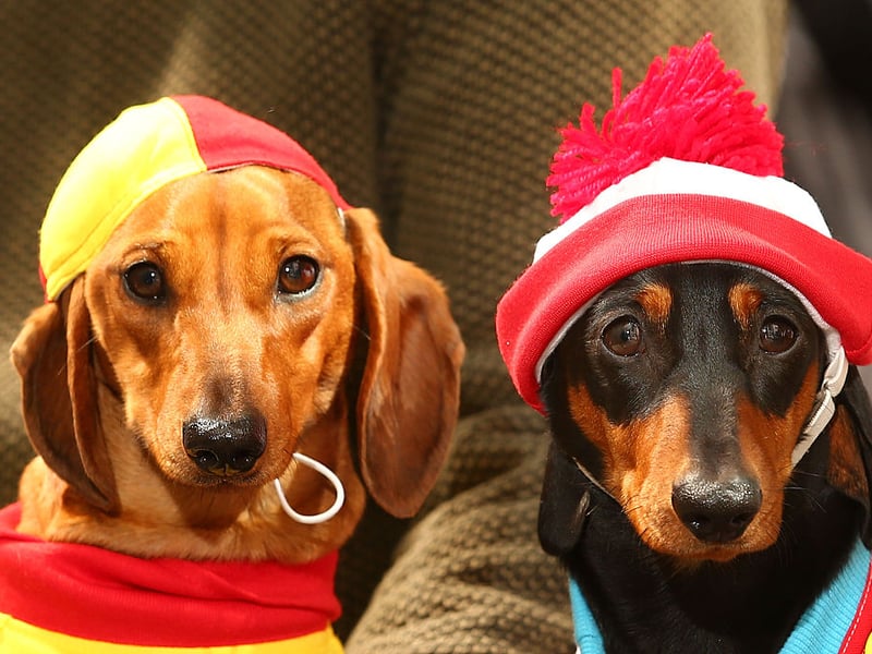 One of the more unusual, yet still popular, names for Dachshunds is Fudge. It's presumably inspired by the beautiful colour of the dog's coat.