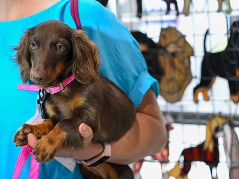 There are no shortage of Dachshunds called Peggy, according to the research. The name means 'pearl' so is perfect for these precious pups.