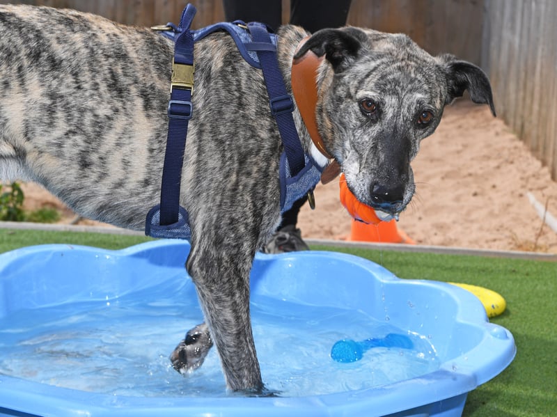 Gino is a friendly, high-energy four-year-old Lurcher who adores meeting people and loves plenty of fuss. A big, playful boy with a real zest for life, he is looking for an active home with adopters who can take him on plenty of adventures and continue his training.
He is super smart and food-motivated, making him quick to learn. 