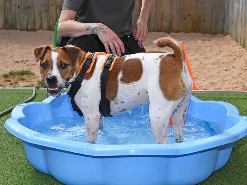 Jack the Jack Russell enjoying the swimming pool at Leeds Dogs Trust 