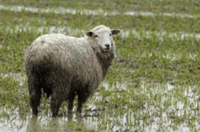 A sheep standing in a wet field