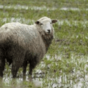 A sheep standing in a wet field