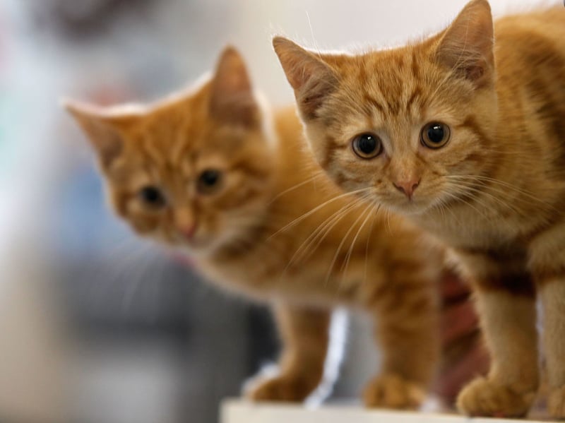 Completing our top five is Charlie. Short for Charles, it's an English and German name that means 'free man'. Or 'free cat'. 