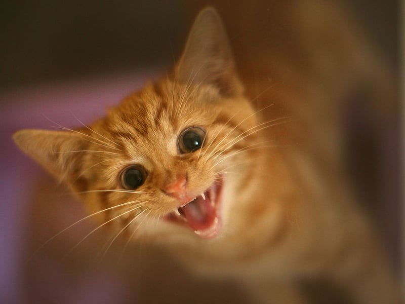 In at number nine on the cat charts is Molly. It's a Hebrew name meaning 'star of the sea'.