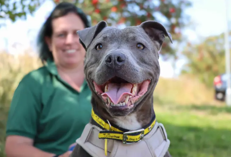 Blue is looking for a child-free home with adopters who are committed to continuing her training and providing the management she needs to thrive. A secure garden is a must, giving her a safe space to stretch her legs, as she will need to remain on lead and wear her muzzle when out and about.