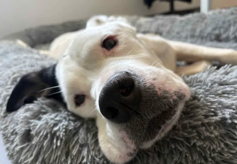 Snowdrop is a beautiful soul ready to find her paws in a forever home. A family who has minimal leaving hours would be best matched. She does enjoy company and will need any alone time as well as house training building up. Snowdrop has been social with other dogs and may live with another calm friend.