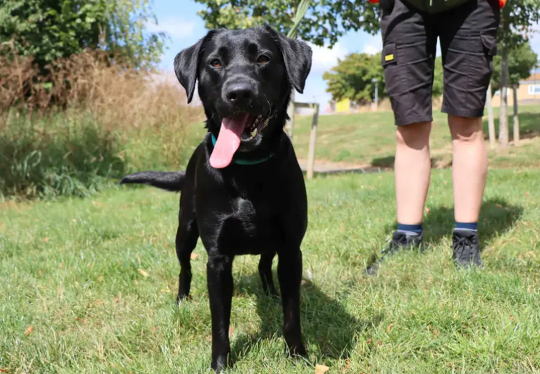 Maggie is looking to settle down into a calm home environment with a family who can shower her in the attention she adores. She can find some situations a little overwhelming so would benefit from a bit of a confidence boost. Maggie would also benefit from further training around other dogs as she can be reactive.