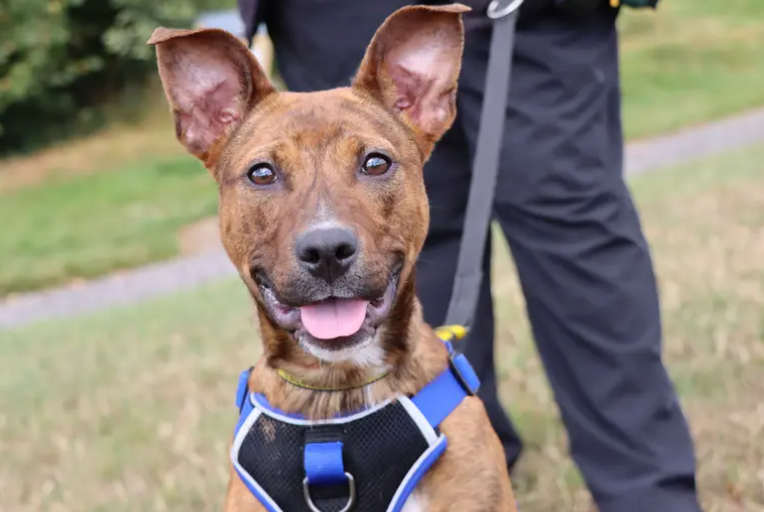Lucy is a bundle of energy and will be a fantastic dog to work with. Her future family will be up for plenty of fun, adventures and training. Including physical exercise, she’ll benefit from enrichment games that can really engage her mind. Having easy access to a garden will be ideal for her to burn off some energy and enjoy playtimes in the fresh air.