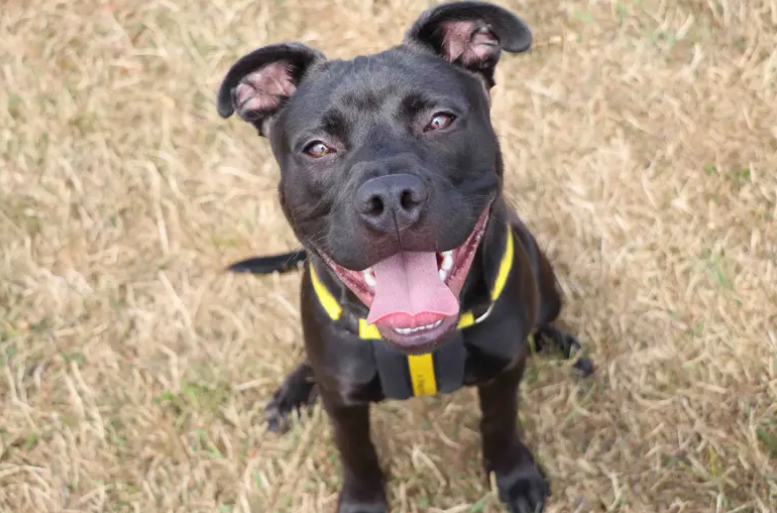 Luca is an amazing young lad ready to join family life. He can live with upper primary school aged kids and another confident dog who matches his playstyle. He’ll benefit from furthering his basic training including, leaving time and socialisation. This will require time so adopters who are happy to put in the work to help Luca grow into a well-rounded adult dog.