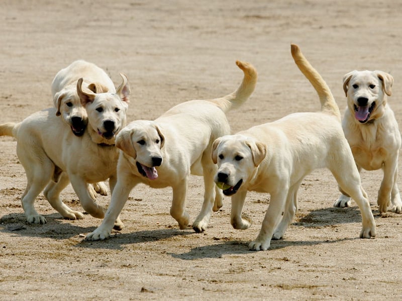 Bella is the eighth top choice for Golden Retriever owners. It fits the attractive breed very well indeed - meaning 'beautiful' in multiple languages, including Italian, Spanish, Portuguese, Greek and Latin.