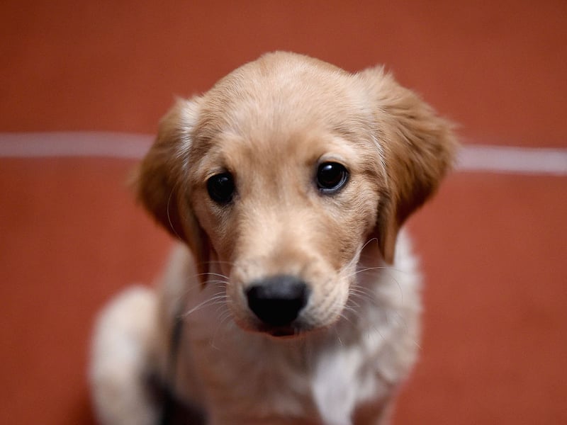 Buddy is the most popular puppy name for new Golden Retriever owners. It's the perfect fit for this most amiable of breeds - simply meaning 'friend'.