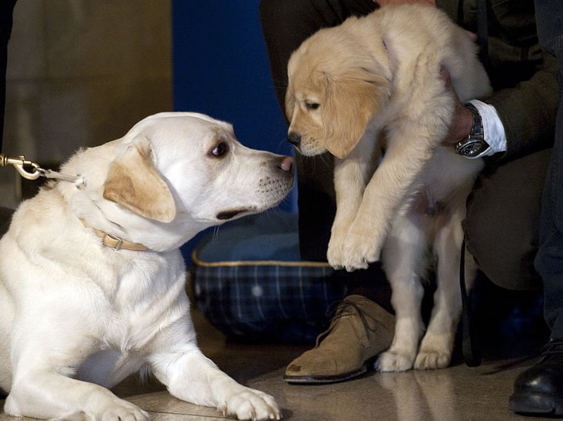Meaning 'moon' in Latin, Luna is the seventh top pick of name for adorable Golden Retriever puppies. In Roman mythology Luna was the moon goddess.