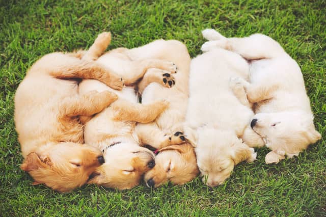 What names will these adorable puppies be given?