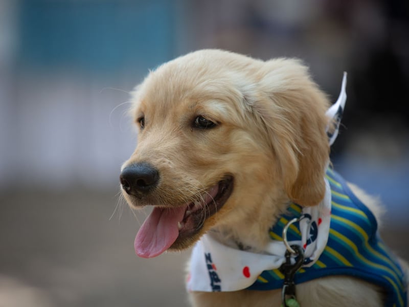 Fourth place for Golden Retriever puppy names goes to Poppy. It comes from the red flower of the same name and means 'milk of happiness' in Latin. 