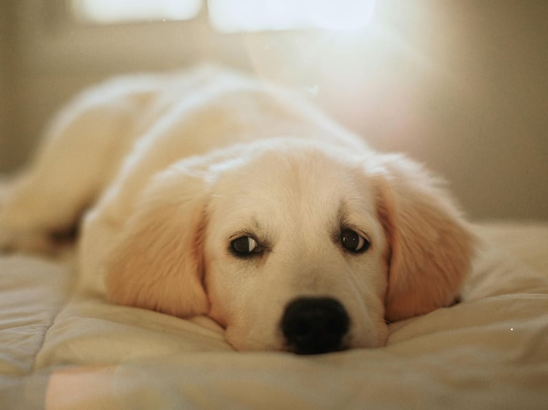 Completing our top 10 Golden Retriever names is Alfie. It's a name of English origin meaning 'wise counsellor'.