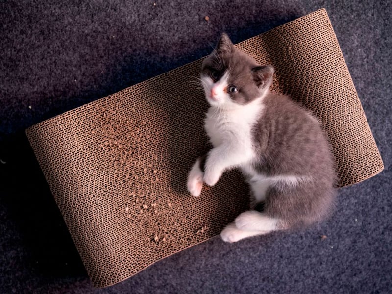 The most popular cat name - as it has been for several years - is Luna. Of Latin origin, is simply means 'moon'. 