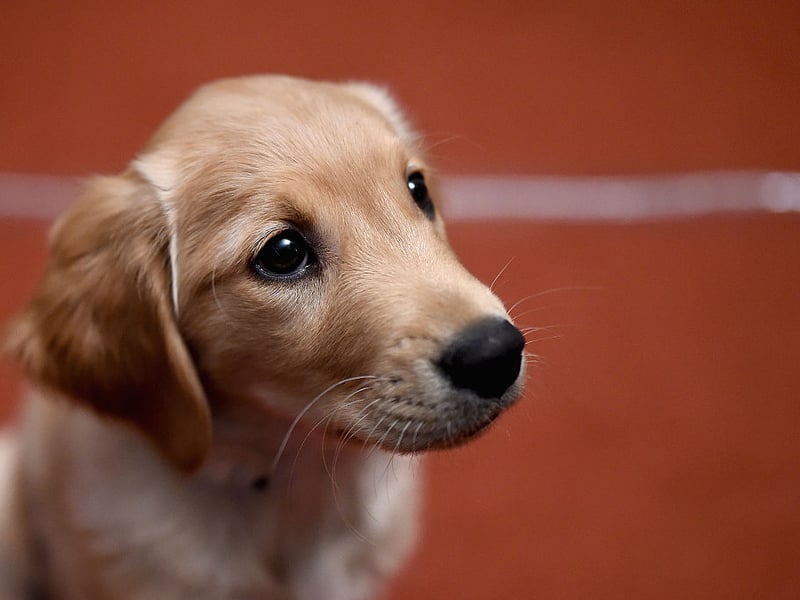 Bailey completes the top five of most popular Golden Retriever names. It is an Old English name meaning 'bailiff' or 'berry clearing'. It was also the name of the doggy lead character in the film 'A Dog's Purpose'. 