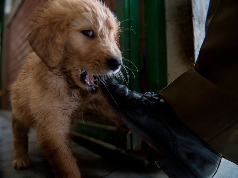 Cooper is the runner-up in the top names for Golden Retrievers list. It's an English name that means 'barrel maker'.