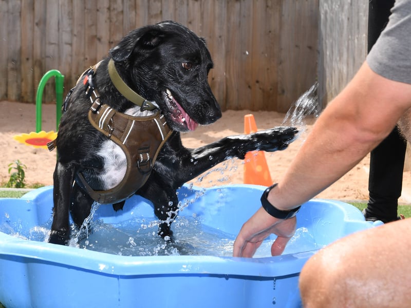 Billy is a brilliant two-year-old English Springer Spaniel and Collie cross who is looking for active adopters ready for plenty of fun. Bright, energetic, and highly trainable, Billy thrives on play, mental stimulation, and having a secure garden where he can burn off some steam. He loves playing in water and learning new tricks, though he will benefit from a predictable routine and adopters who can initially be around all the time to help him settle in.