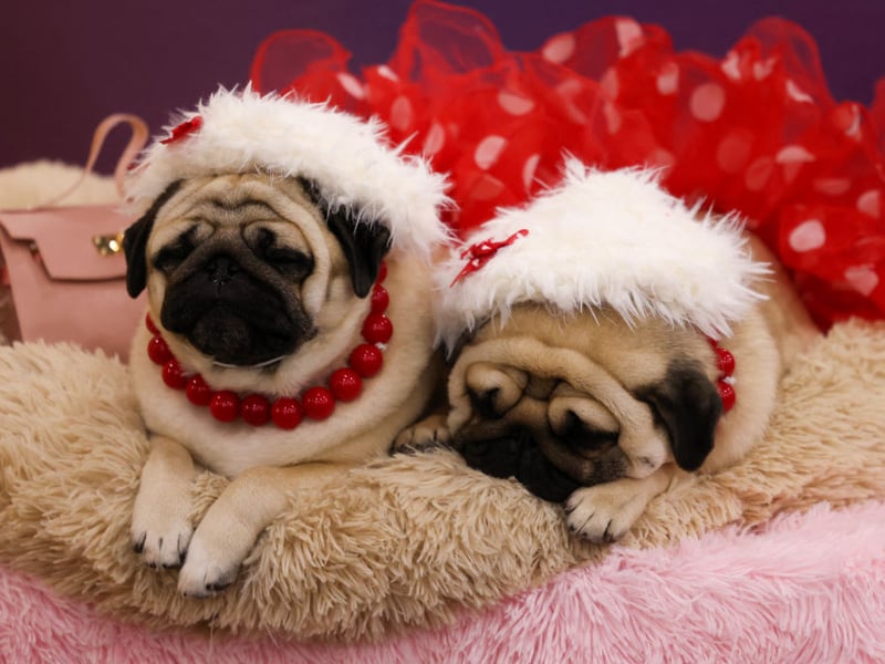 Lola is the second most popular name for Pug owners. It's a Spanish name that means 'sorrows'.