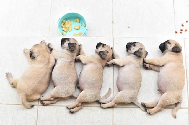 What will these pups be named?