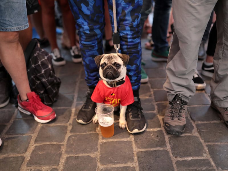 Completing our top ten Pug names is Charlie. It's an English name that's short for Charles and means 'free man'.