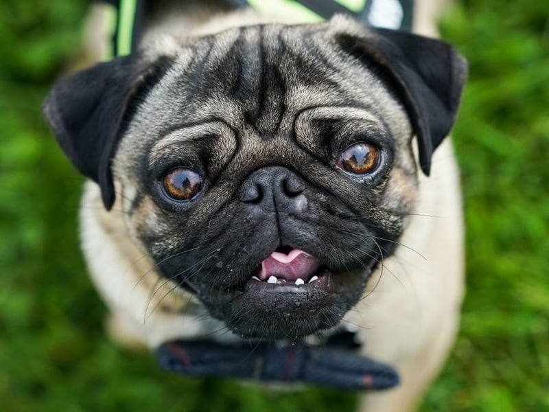 The sixth most common Pug name is Reggie. It's a name of Norman origin, meaning 'ruler'.