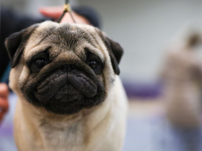 Top of the charts when it comes to Pug names is Doug. It's short for the Gaelic name Douglas, meaning 'dark water'.