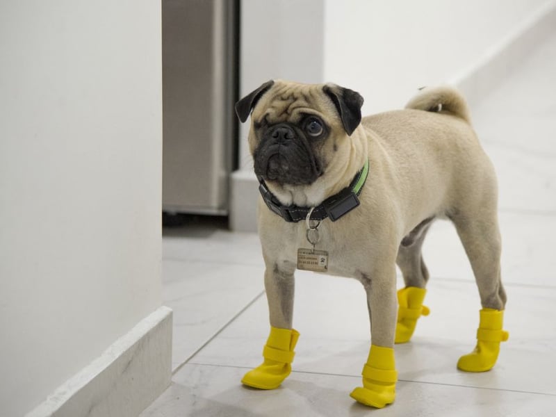 Meaning 'beautiful' in a variety of languages - including Spanish, Greek, Portuguese, Greek and Latin - Bella appears at eighth place for Pug names. 