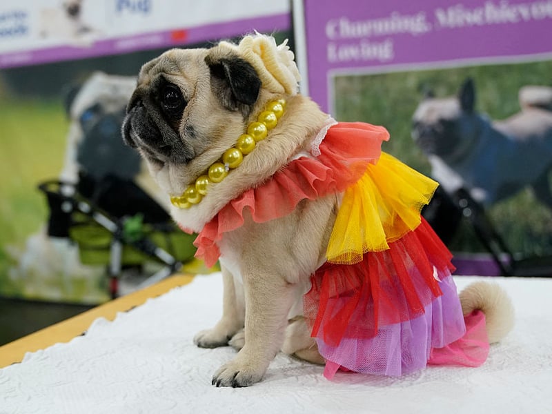 Hugo is the fourth most popular name for adorably Pug pups. It's a German name meaning 'mind'. 