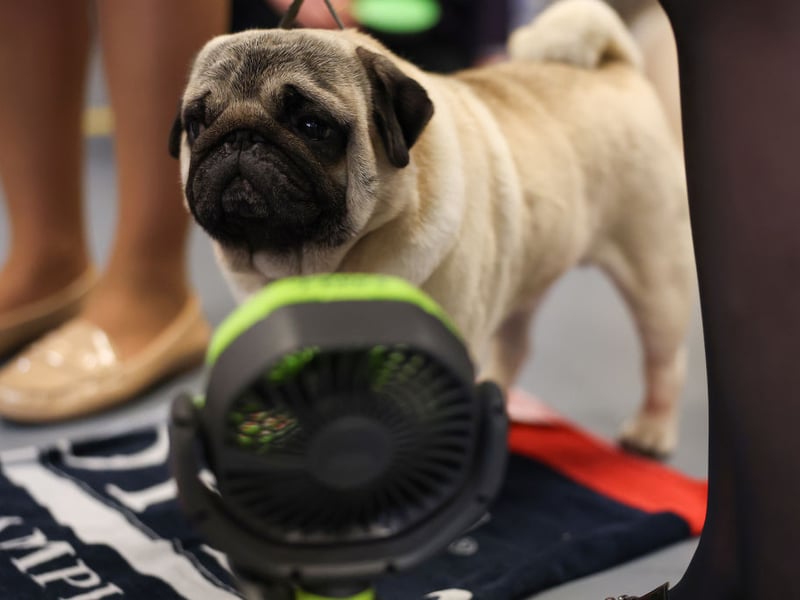 Last place on the Pug name podium goes to Percy. It comes from the Greek name Perseus, meaning 'to destroy'. 