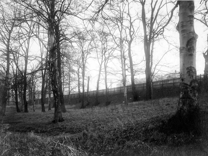 A woodland site off Roundhay Road which was being advertised for sale as a building plot at the time. Houses on Copgrove Road are just visible in the background. Pictured in November 1932.