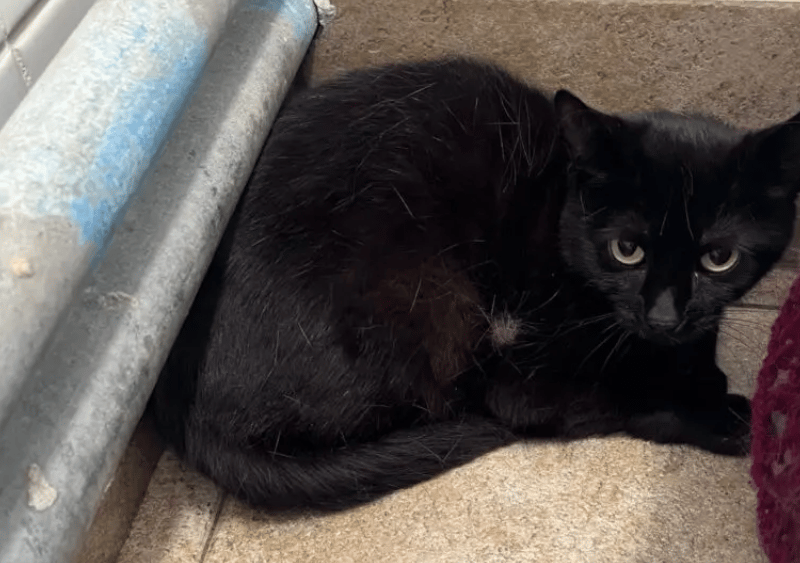 Maureen is a very nervous and worried little lady who is currently feeling overwhelmed by the shelter environment. Sadly, she is struggling to let her guard down at the moment and isn’t yet comfortable with the staff. She spends most of her time hiding away in her safe spaces and is reluctant to interact with the team at the moment.