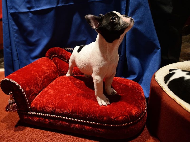 If you can't be Frank, be Frankie. The name, also meaning 'free', takes the seventh spot. 