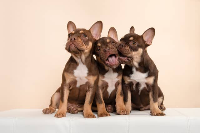 What will these pups be named?