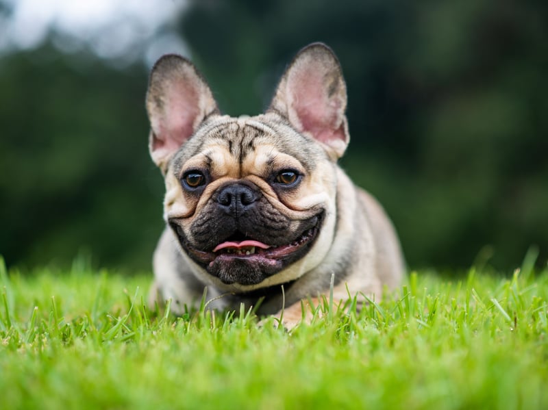 The ninth most popular name for a French Bulldog is Reggie. It's a lofty-sounding name maning 'mightly counsellor-ruler'. 