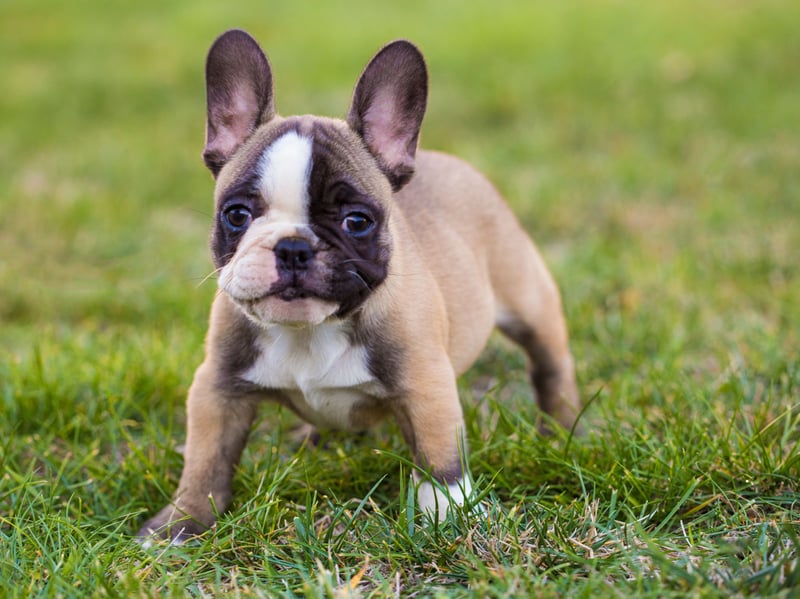 Completing our top 10 Frenchie names is Winston. This is the most popular name for the English Bulldog - inspired byt the World War Two Prime Minister Winston Churchill - but is also popular with owners of their French cousins. 